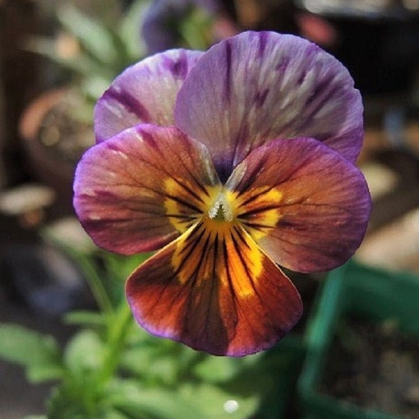 50+ VIOLA BRUSH STROKES Pansy & Violets  Edible  Novelty Hardy Perennial Flower Seeds