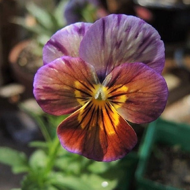 25 VIOLA RARE Brush Strokes Aka Pansy & Violets / Edible Etsy