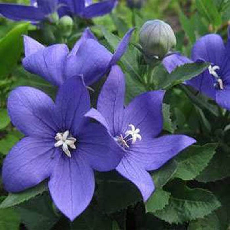 120 BALLOON PLATYCODON Mariesii Violet Blue, Perennial, Deer Resistant, Perennial Flower Seeds image 2