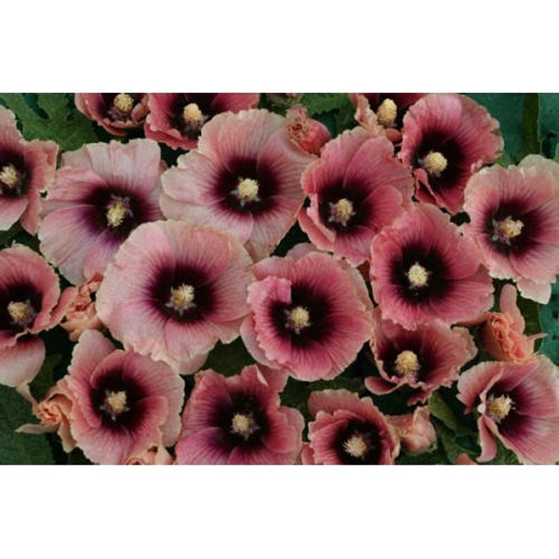 8 HOLLYHOCK HALO APRICOT Special Bred / Rabbit & Deer Resistant Perennial Flower Seeds image 3
