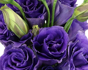 15+  LISIANTHUS ECHO Purple Blue, 100% DOUBLE Flowered / Deer & Rabbit Resistant Annual   Long Bloom Season Flower Seeds