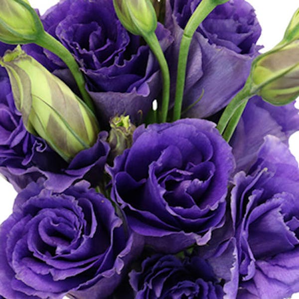 15+  LISIANTHUS Echo BLUE Purple, 100% DOUBLE Flowered / Deer & Rabbit Resistant Annual   Long Bloom Season Flower Seeds