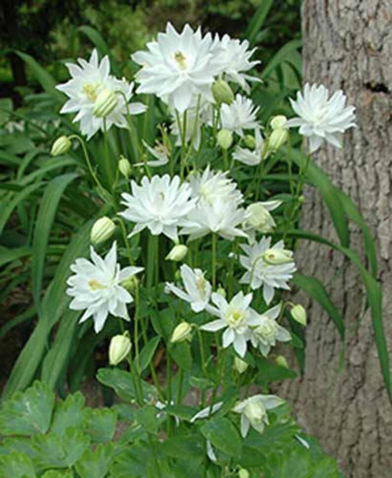 30 AQUILEGIA LIME SORBET Tallest of Columbine / Perennial ...