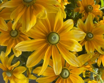 60+ RUDBECKIA Hirta, OJOS VERDES / Semillas de flores perennes de floración larga y fácil