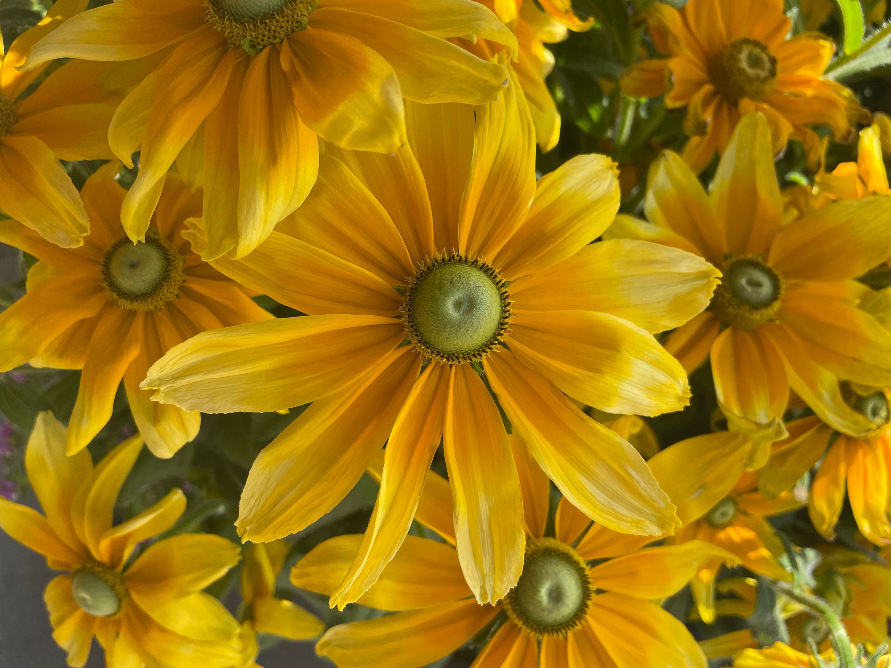 Image of Rudbeckia tall long blooming perennial
