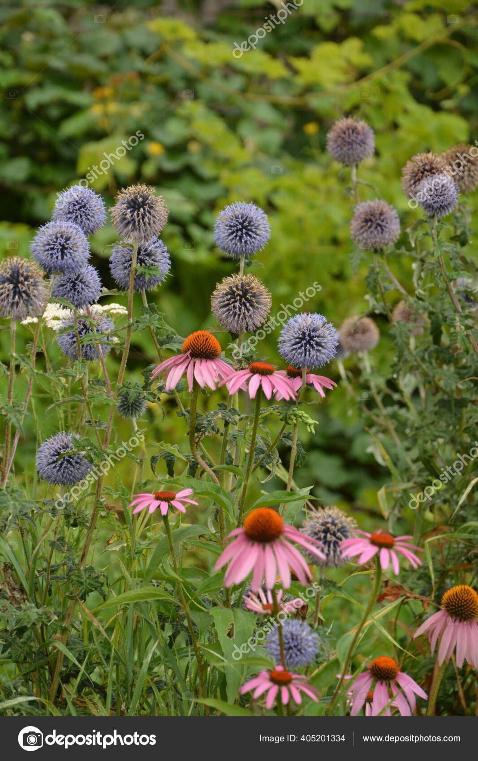 15 BLUE GLOW GLOBE Thistle Bannaticus Deer Resistant Etsy