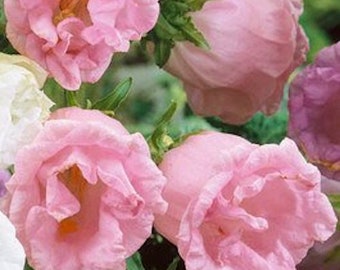 120+ CAMPANULA  HEIRLOOM Double  Bells PINK Perennial  Flower Seeds