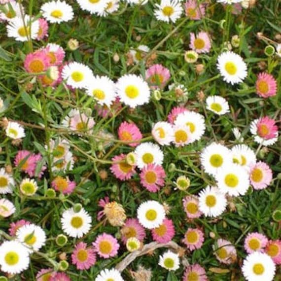 75 Mexican Fleabane /'Profusion/' hardy perennial seeds Erigeron karvinskianus