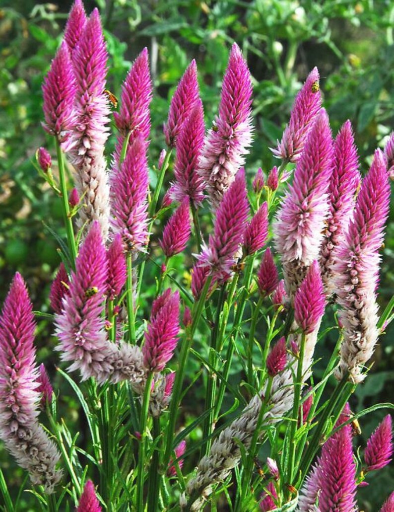 30 ans et plus Celosia Spicata FLAMINGO FEATHER / HEIRLOOM
