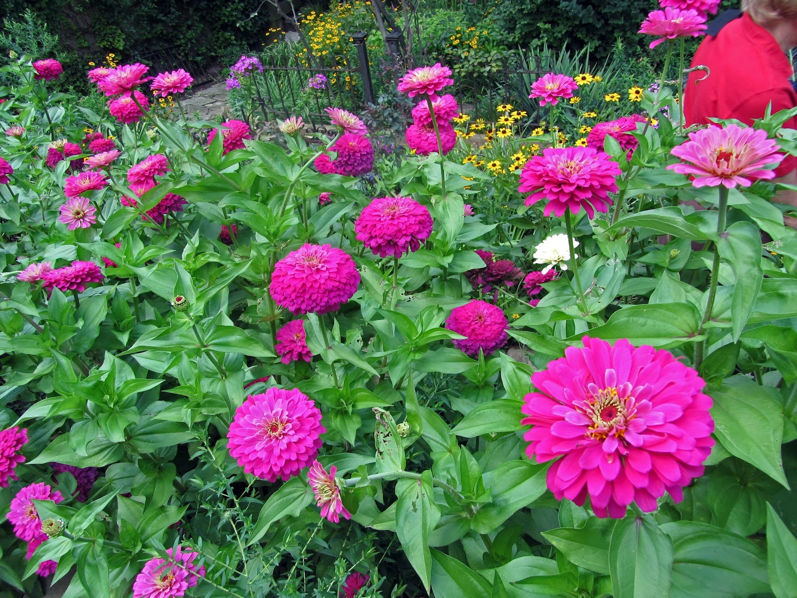 50 ZINNIA DAHLIA Gold MEDAL Royal Purple / Fast Hardy Annual Etsy