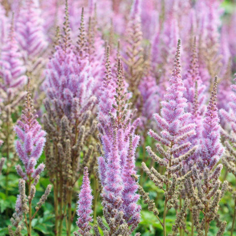 120 ASTILBE Chinensis, Pumila, Lilac Rose 10 inch / Easy SHADE PERENNIAL Flower Seeds Bild 4