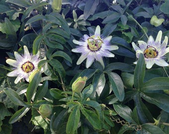 35+  BLUE PASSION FLOWER, Passiflora Caerulea  Easy Perennial  Deer Resistant  Fast Vine Flower Seeds