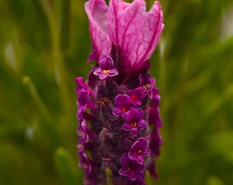 15+  LAVENDER Spanish DEEP Red  Lavandula /  First Year Flowering,  Perennial  MOST Fragrant Flower Seeds