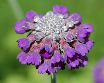 80+   PRIMROSE,  PRIMULA Capitata  Shade Loving Perennial, Cool Weather Flower Seeds