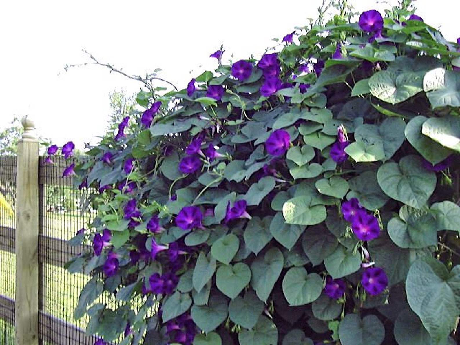 почему запретили выращивать ипомею