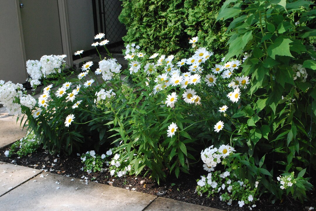 80 DAISY CLASSIC SHASTA White Perennial Shade or Sun Tolerant Deer