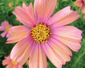 25+  COSMOS APRICOT Tall Beauties, Organic Non GMO flower seeds