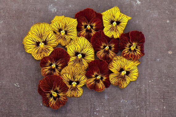 8+ Tiger Eye Flower