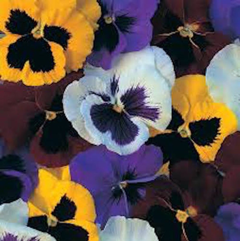 50 PANSY SWISS GIANT Mix aka Viola Edible Hardy Cool Weather Flower Seeds image 4