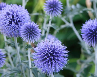 15+ BLUE GLOW GLOBE Thistle Echinops Bannaticus Deer Resistant Perennial Flower Seeds