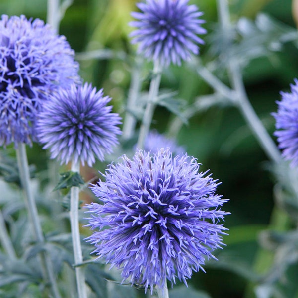 15+ BLUE GLOW GLOBE Thistle Echinops Bannaticus Deer Resistant Perennial Flower Seeds