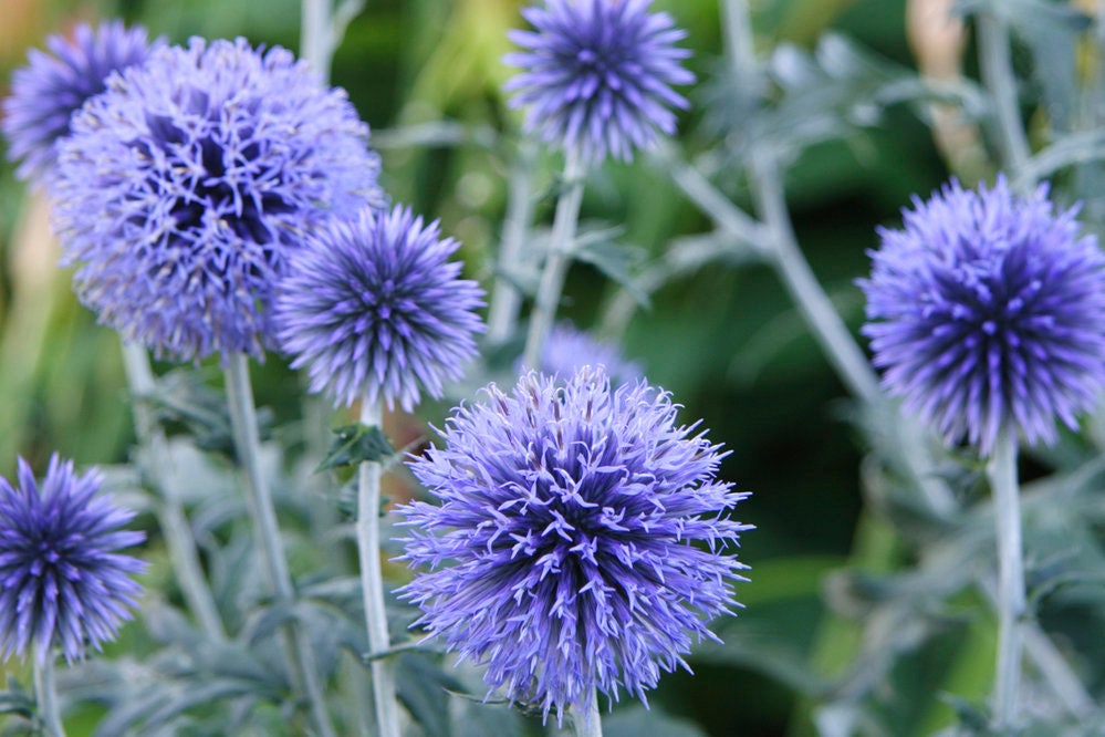 Echinops (Globe Thistle) - Dried Flowers Forever - DIY