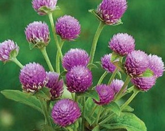 60+ GOMPHRENA Globosa Lilac Annual Heat Humidity Tolerant Flower Seeds