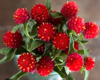 60+  GOMPHRENA True RED Haageana, Strawberry Annual Heat Humidity Tolerant Flower Seeds