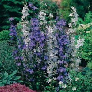 60 CAMPANULA PYRAMIDALIS MIX Chimney Bell Perennial Fragrant 4 6 Ft Tall Flower Seeds image 2