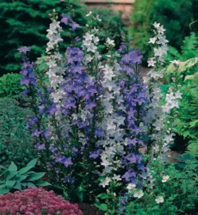 60 CAMPANULA PYRAMIDALIS MIX Chimney Bell Perennial Fragrant 4 6 Ft Tall Flower Seeds image 2