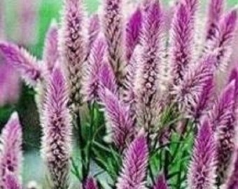 120+  Celosia FLAMINGO FEATHER  / HEIRLOOM Wheat Celosia Flower Seeds Best for Crafts and Dry