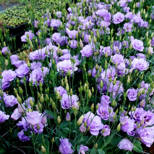 15 LISIANTHUS Echo, LILAC LAVENDER, 100% Double Flowered / Deer & Rabbit Resist / Annual Long Bloom Season Flower Seeds image 4