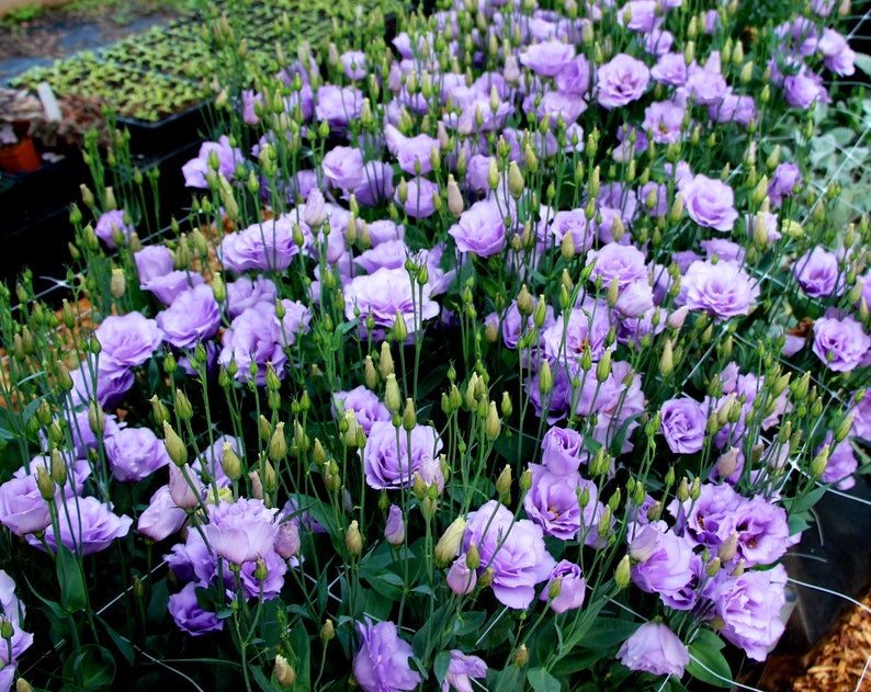 15 LISIANTHUS Echo, LILAC LAVENDER, 100% Double Flowered / Deer & Rabbit Resist / Annual Long Bloom Season Flower Seeds image 4