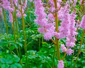 120+   ASTILBE TALL Taquetti LILAC Spires, , Shade Hardy Perennial Hardy Flower Seeds