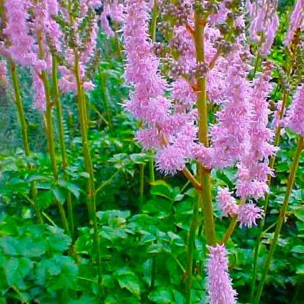 120+   ASTILBE TALL Taquetti LILAC Spires, , Shade Hardy Perennial Hardy Flower Seeds