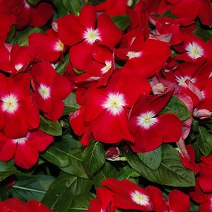 40+  VINCA SUNSTORM RED Halo  / Hardy Annual  Long Bloom Season / Deer Resistant Flower Seeds