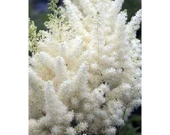 60+   ASTILBE White Cloud / Perennial,  Hardy Shade Lover,  PRIMED Flower Seeds