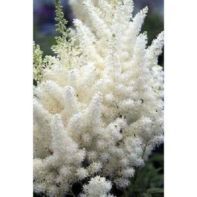 60 ASTILBE White Cloud / Perennial, Hardy Shade Lover, PRIMED Flower Seeds image 1