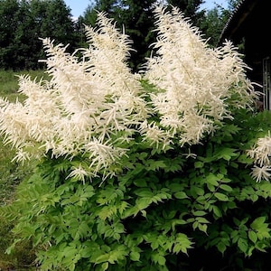 60+  ARUNCUS GoatsBeard SHADE, Ground Cover & Perennial Flower Seeds