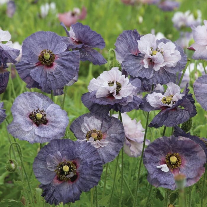 Plants 100 PCS Seeds Dainty Purple Red Poppy Double Petals Flowers Bonsai Garden Plants 100 PCS Seeds Dainty Purple Red Poppy Double Petals Flowers Bonsai Garden