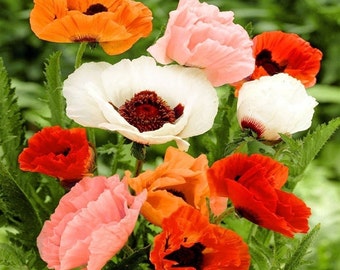 100+  POPPY GIANT ORIENTAL Papaver Mix  True Perennial  Flower Seeds