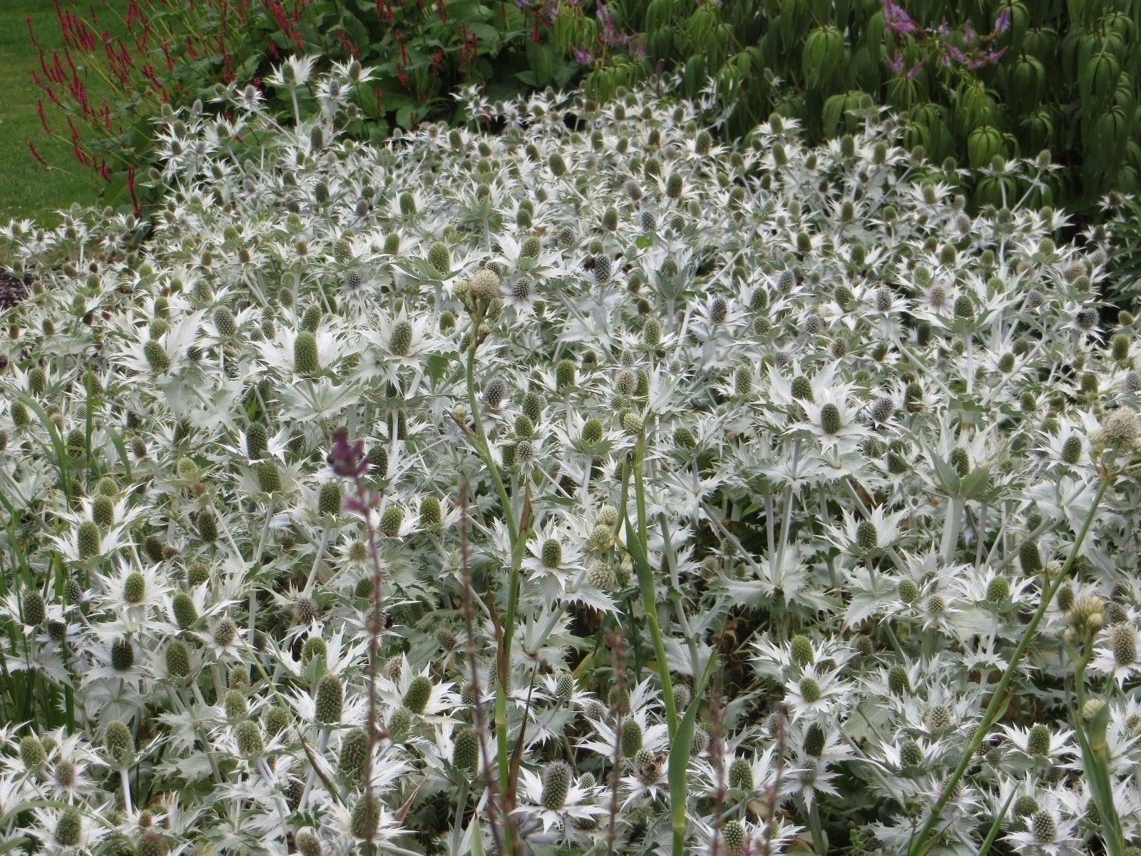 10 Sea Holly WHITE GLITTER Metallic Shine Eryngium / Etsy