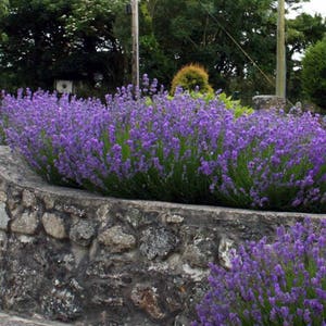 60 graines de fleurs anti-moustiques LAVANDE MUNSTEAD Angustifolia aka anglais / PRIMED image 5