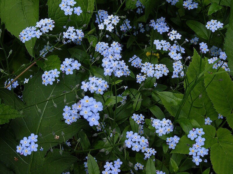 60 Marsh Easy Perennial Deer Resistant Shade Etsy