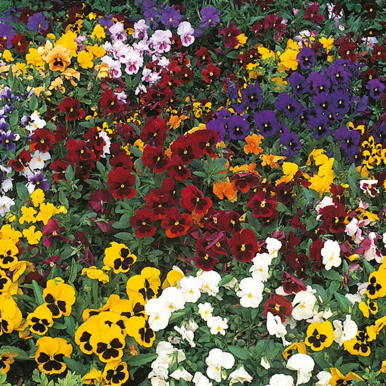 50 PANSY SWISS GIANT Mix aka Viola Edible Hardy Cool Weather Flower Seeds image 3