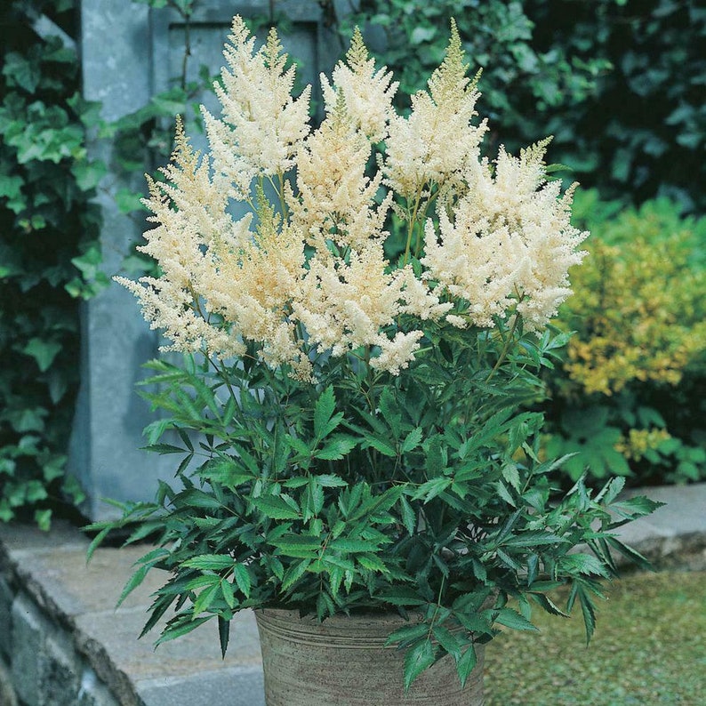 Plus de 60 ASTILBE blanc nuage / vivace, rustique amateur d'ombre, graines de fleurs PRIMED image 3