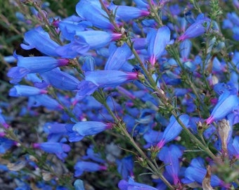 15+ PENSTEMON ELECTRIC BLUE Heterophyllus, First Year Bloom Hummingbird Magnet Perennial Flower Seeds