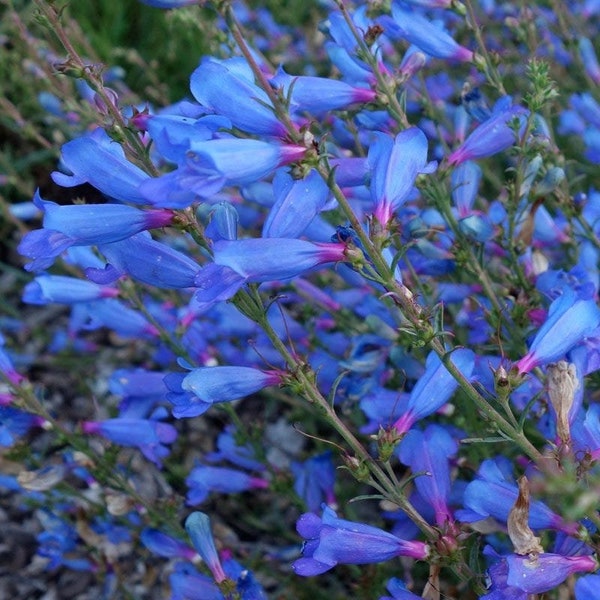 15+ PENSTEMON ELECTRIC BLUE Heterophyllus, First Year Bloom Hummingbird Magnet Perennial Flower Seeds