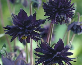 30+  COLUMBINE  BLACK BARLOW, Aquilegia Perennial Shade or Sun Deer & Rabbit  Resistant Flower Seeds