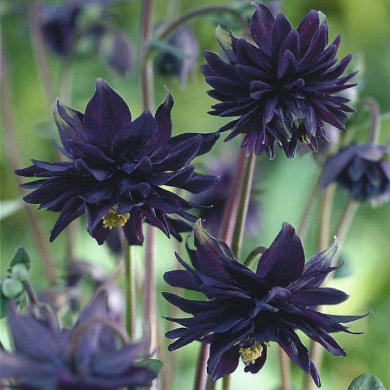 30 COLUMBINE BLACK BARLOW, Aquilegia Perennial Shade or Sun Deer & Rabbit Resistant Flower Seeds image 1